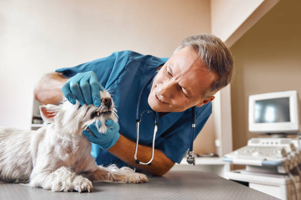Best Emergency Dentist for Knocked-Out Tooth in Concordia, MO